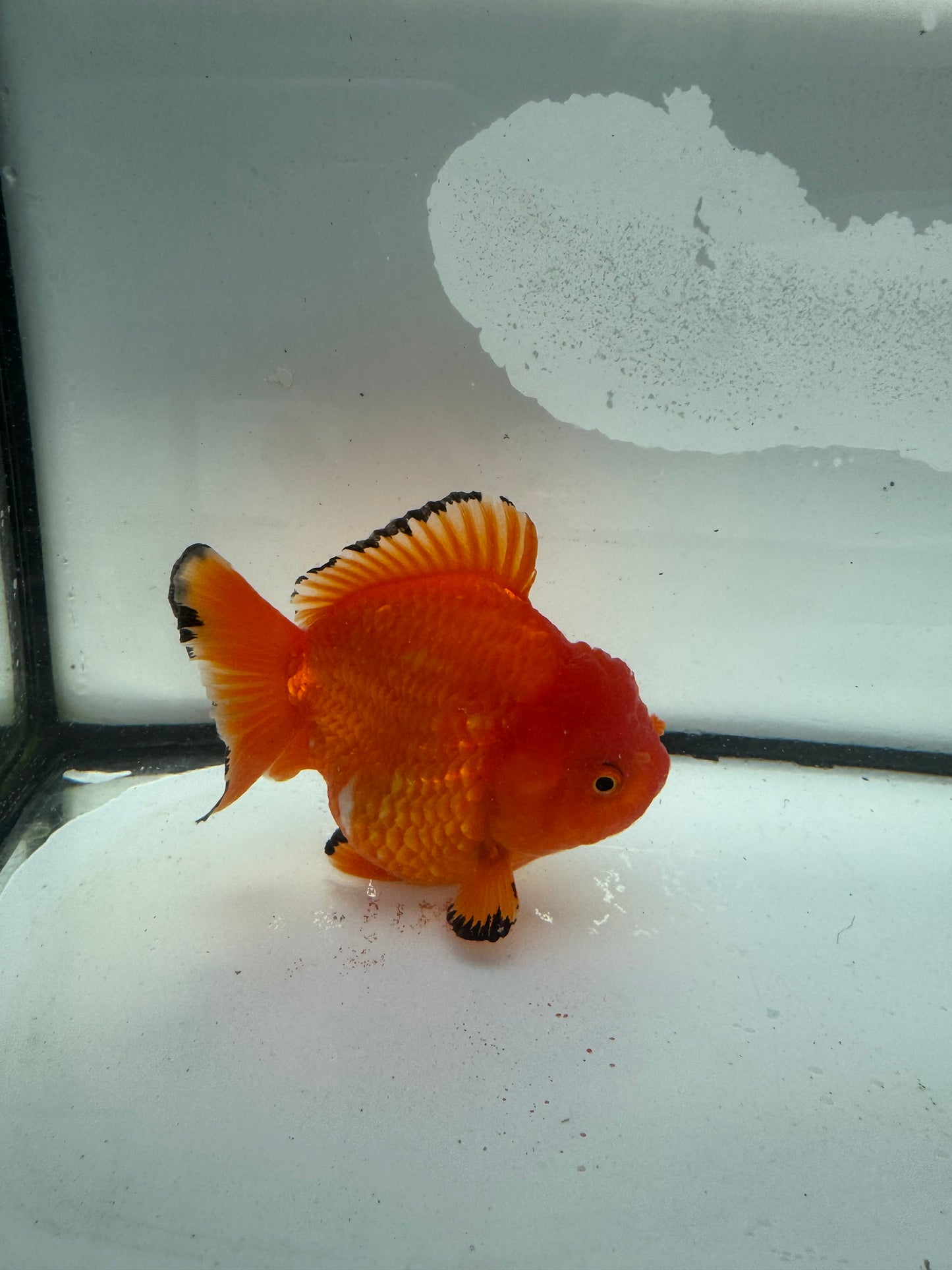 Short tail Oranda  WVF932