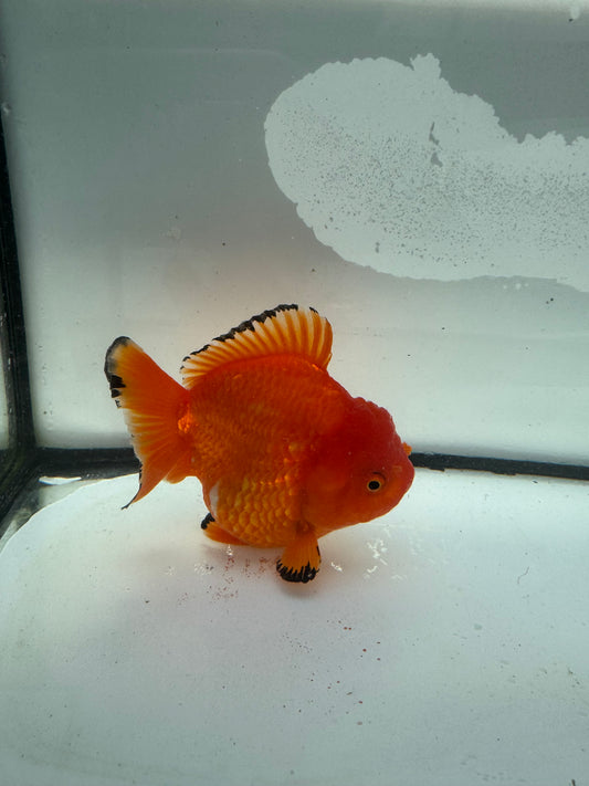 Short tail Oranda  WVF932