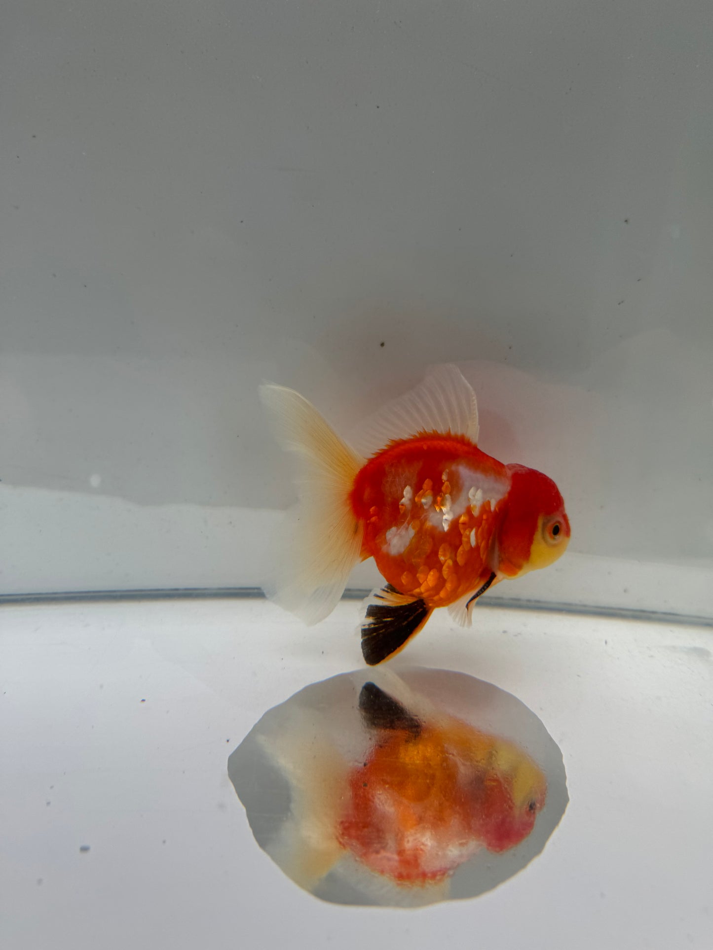 Sakura Oranda.  WVF113