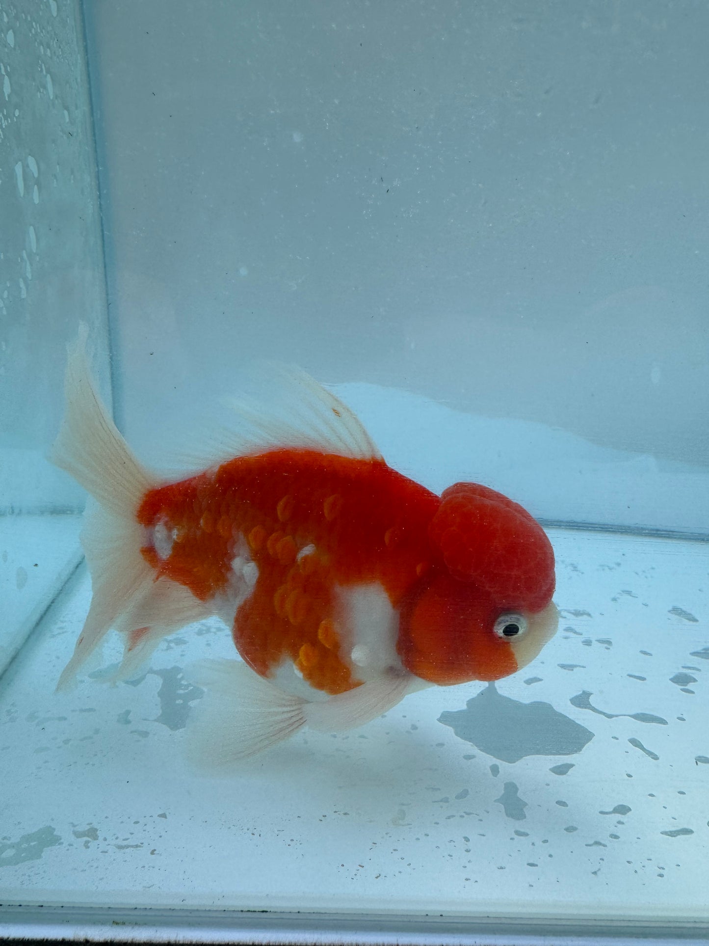 Sakura Oranda.  WVF050