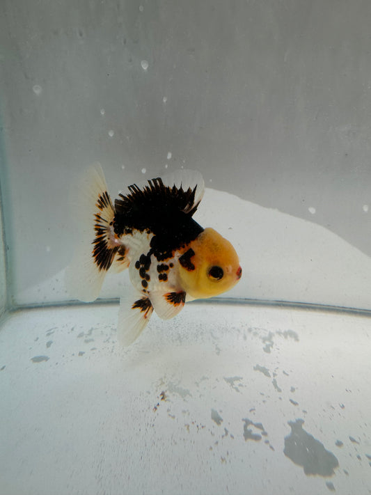 Panda/Tricolour Oranda.  WVF008