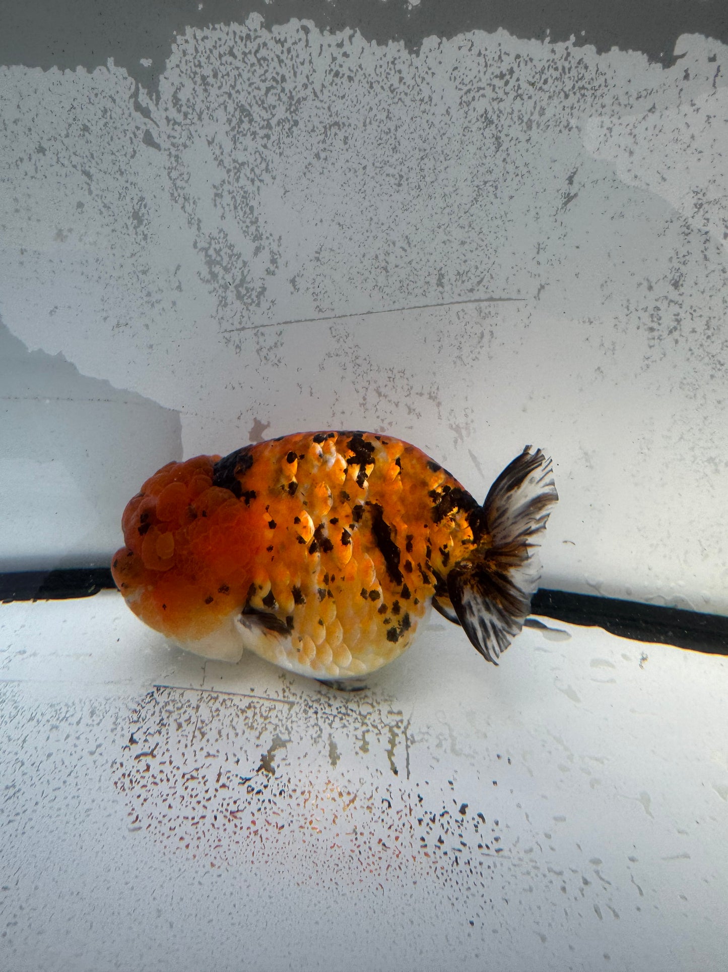Tiger calico Ranchu. WVF743