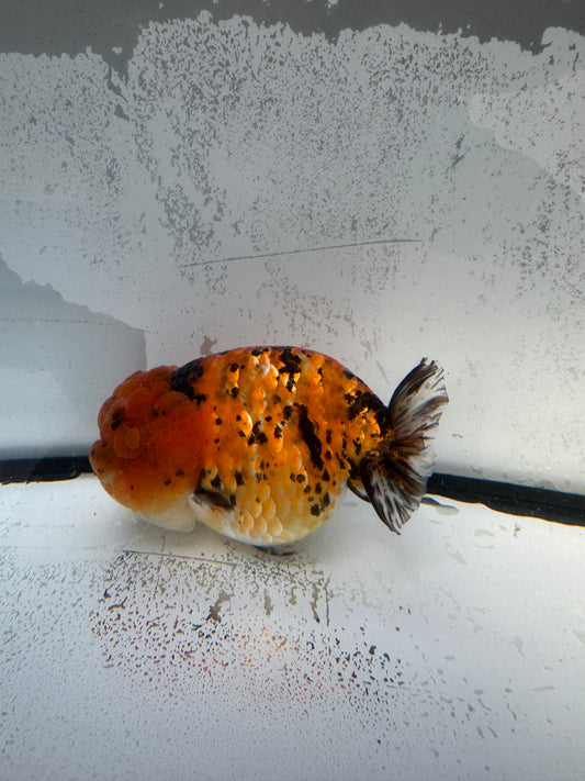 Tiger calico Ranchu. WVF743