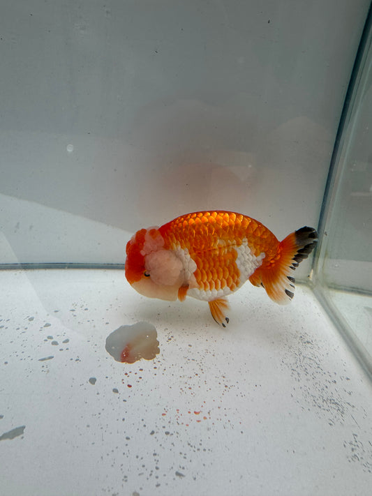 Red&white Ranchu.  WVF043