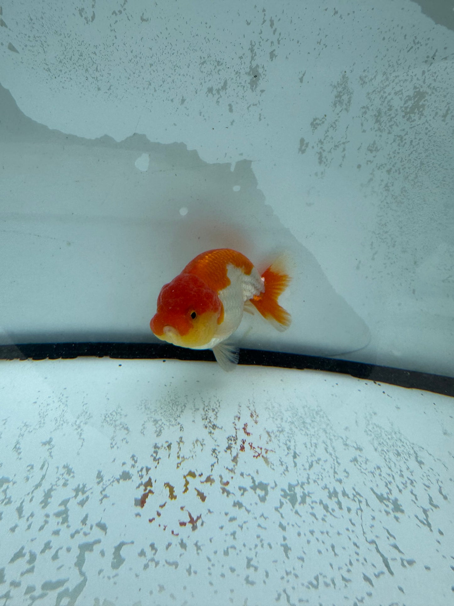 Red&white Ranchu. WVF1010
