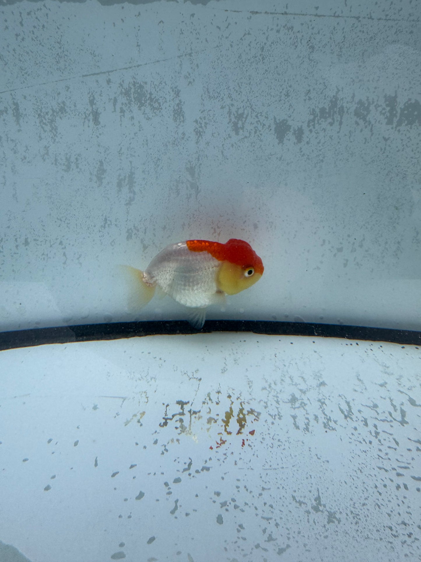 Red&white Ranchu. WVF517.