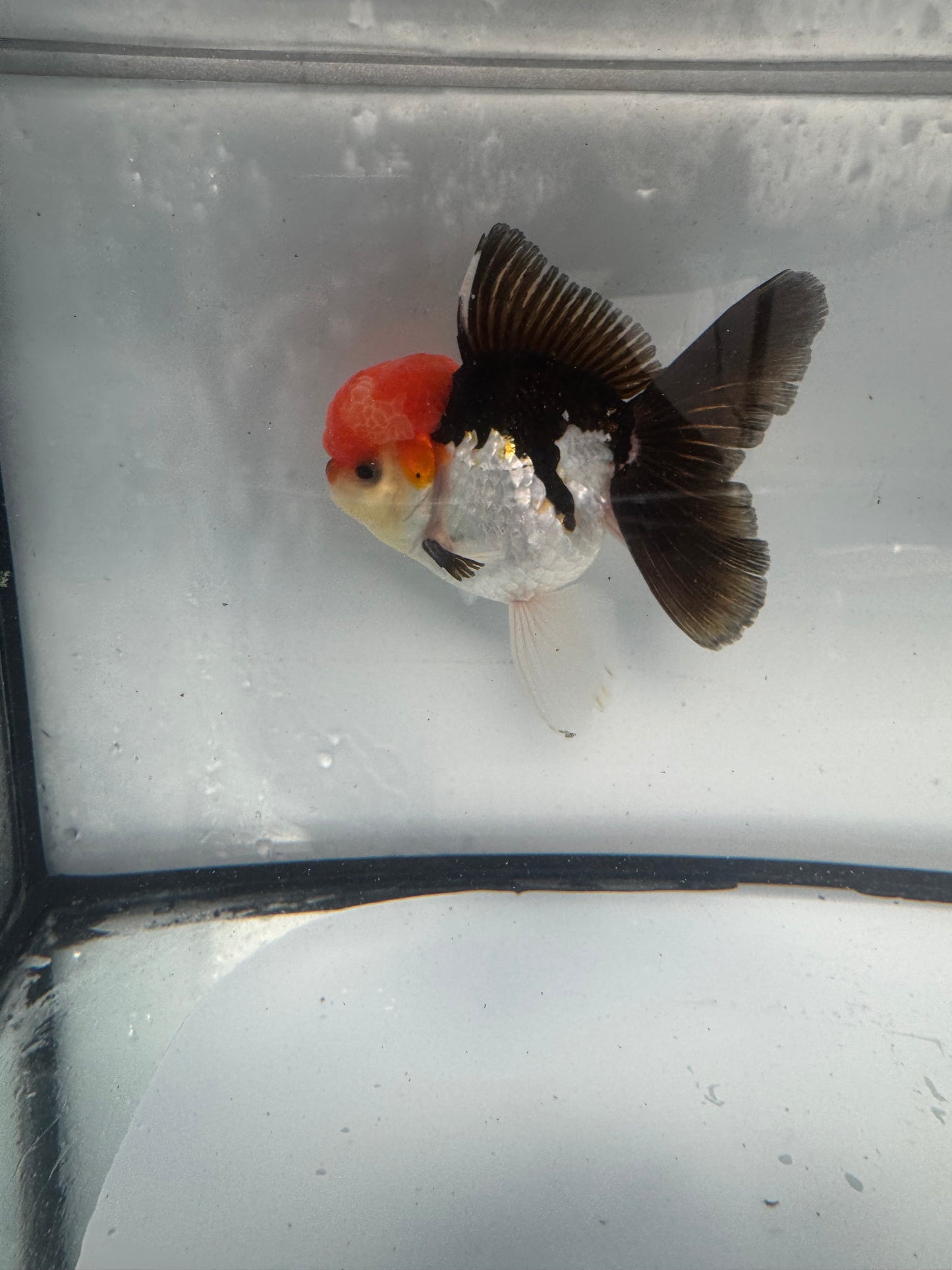 Tricolour Oranda. WVF910
