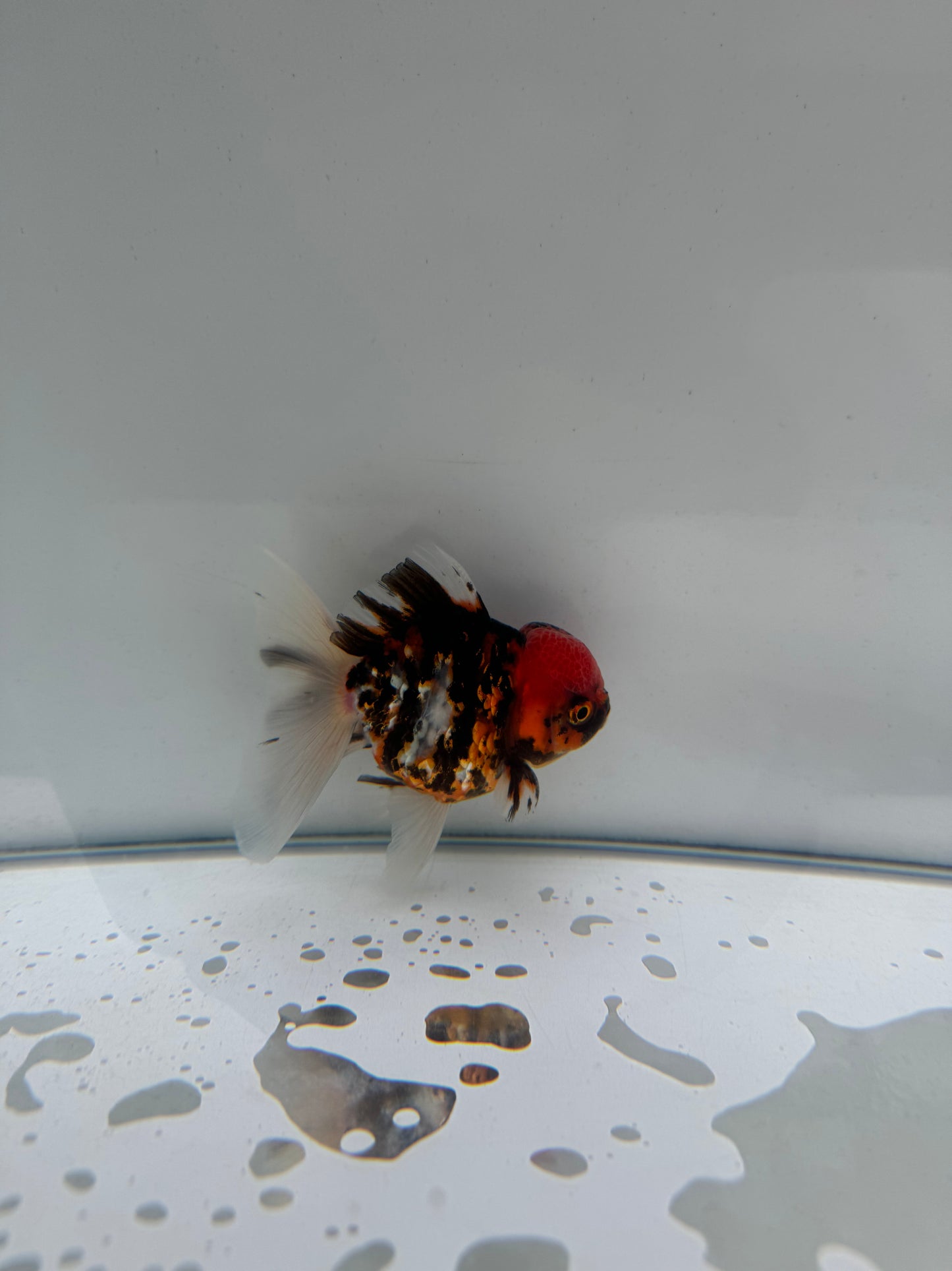 Calico Oranda.  WVF218