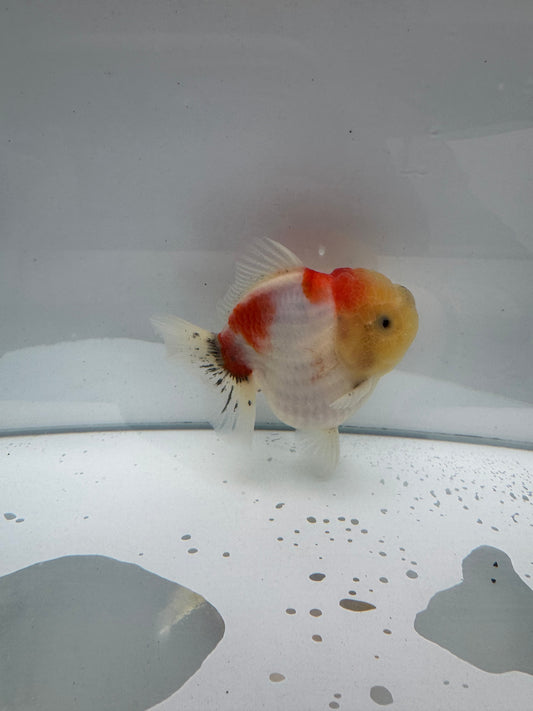 HQ Shogun Oranda.  WVF073. Direct from Jack shogun