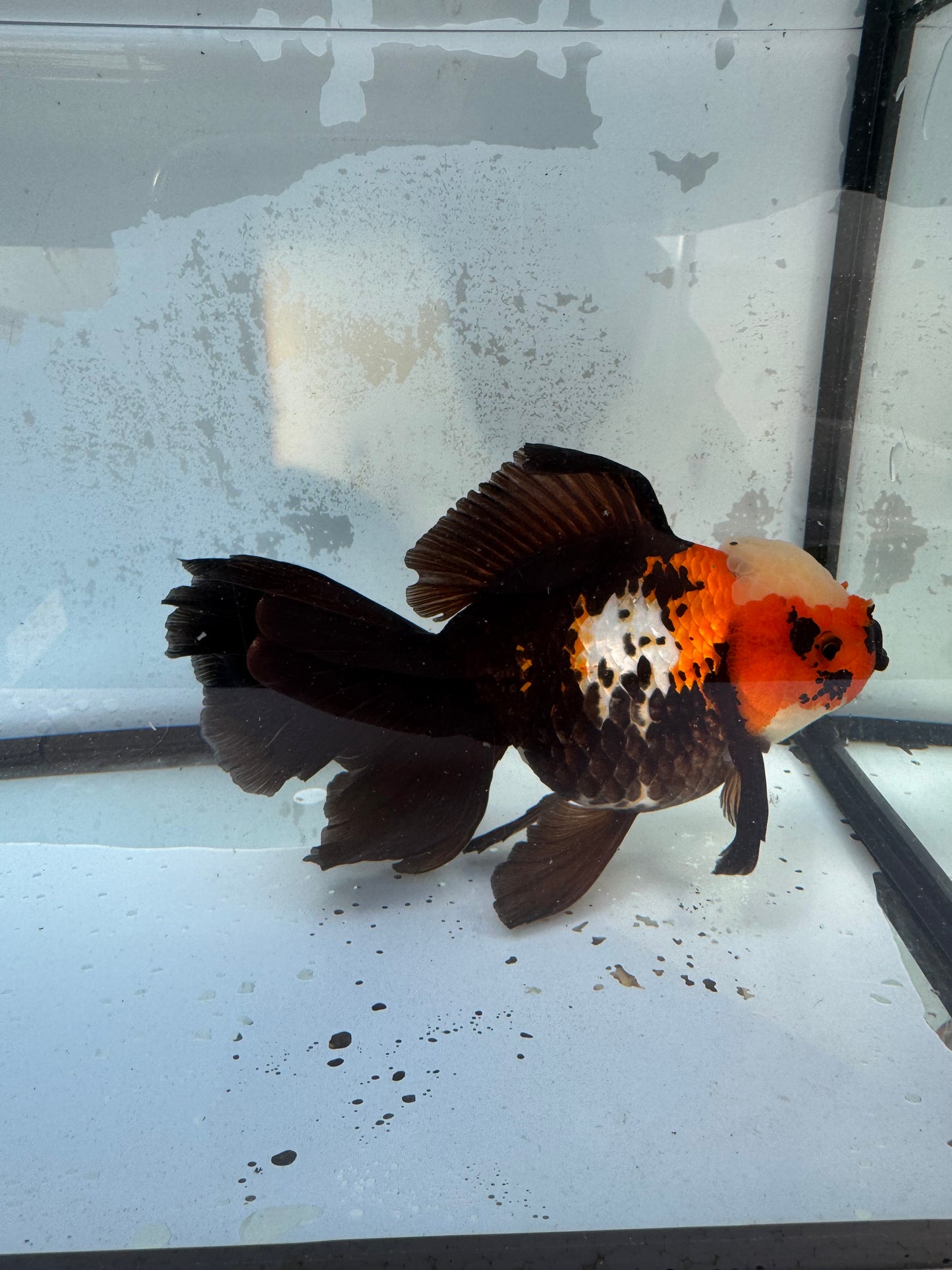 Tricolour Oranda. WVF408