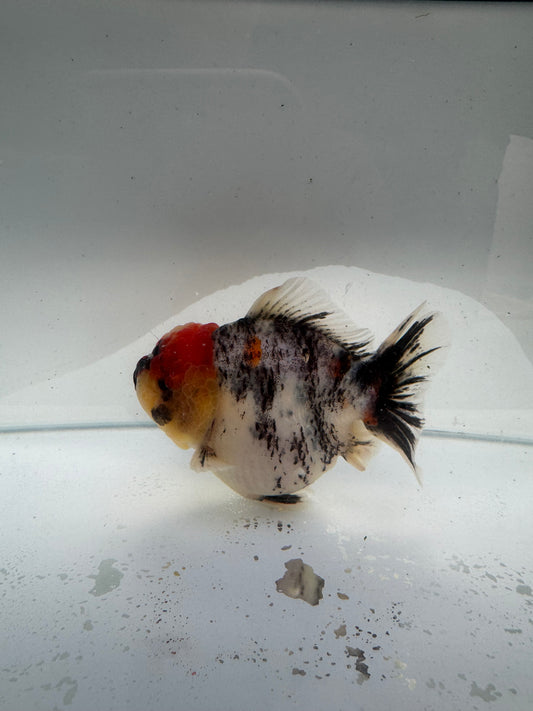 Oranda direct from Meng Lee. WVF218