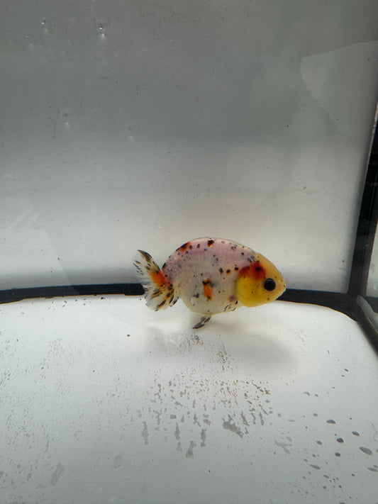 Calico Ranchu.  WVF958
