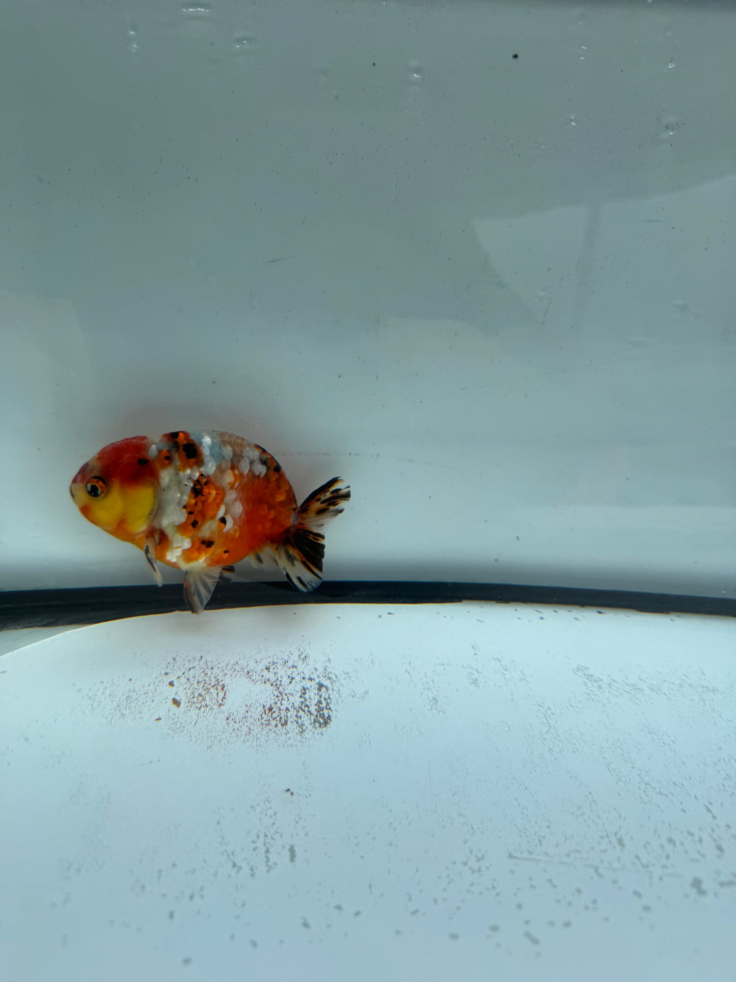 Calico Ranchu.  WVF956
