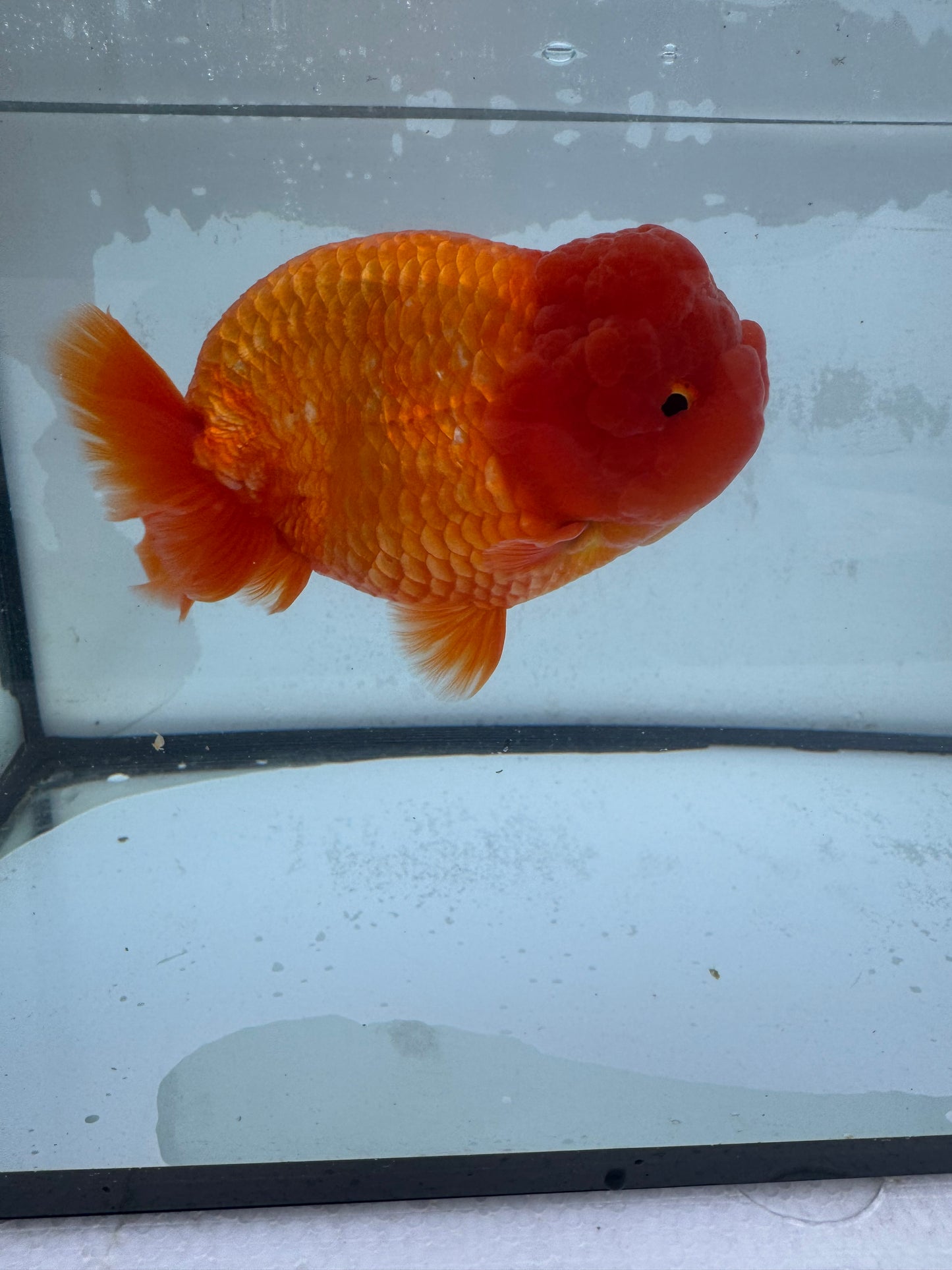 Red Ranchu. WVF454