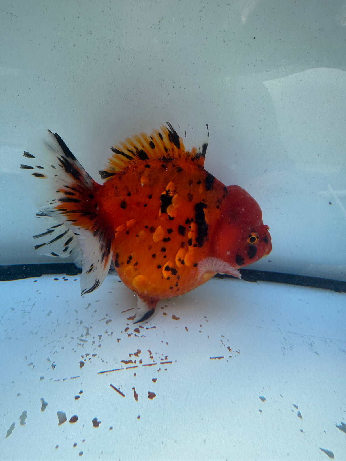 Tiger Oranda. WVF1210