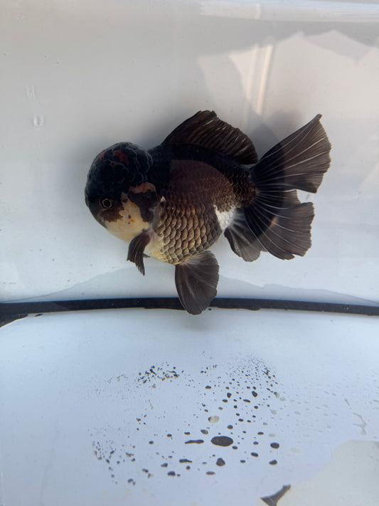 Panda / Tricolour. WVF600