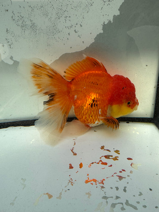 Red Oranda. WVF1197