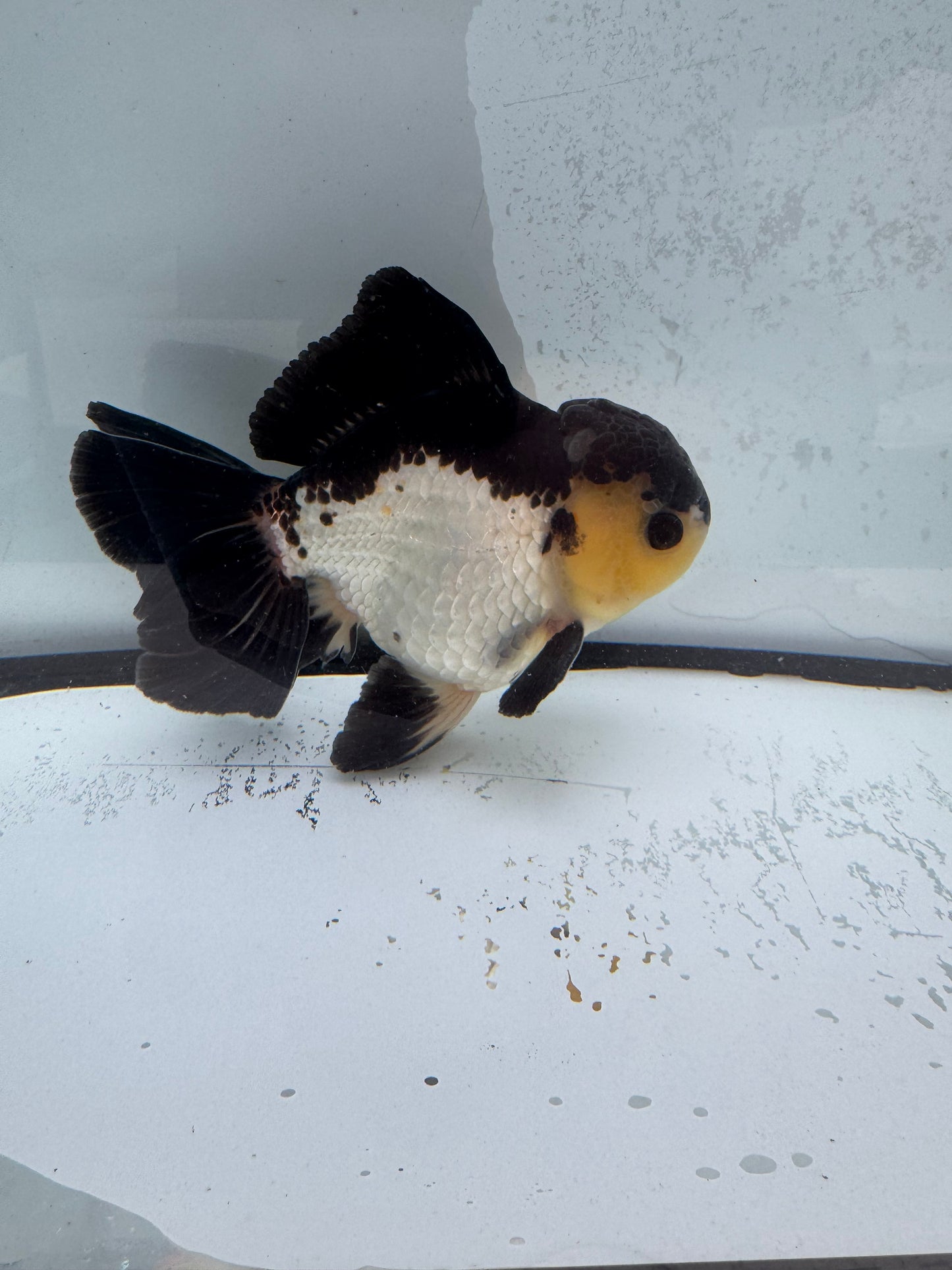 Panda Oranda. WVF469