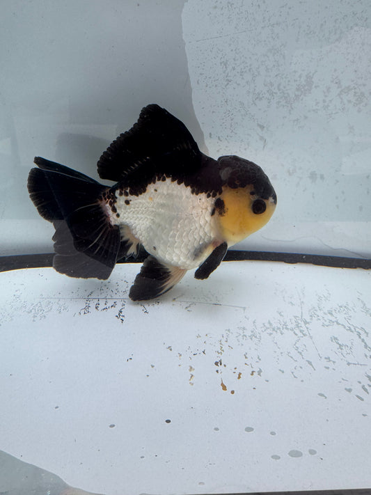 Panda Oranda. WVF469