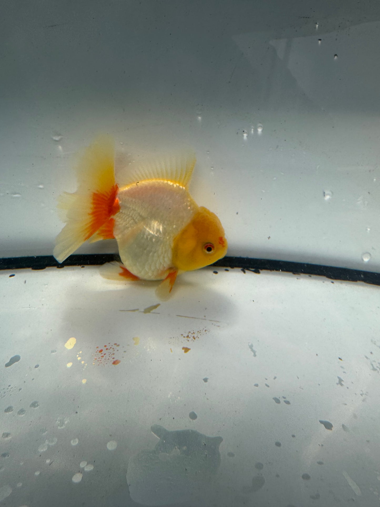Red&white Oranda. WVF942