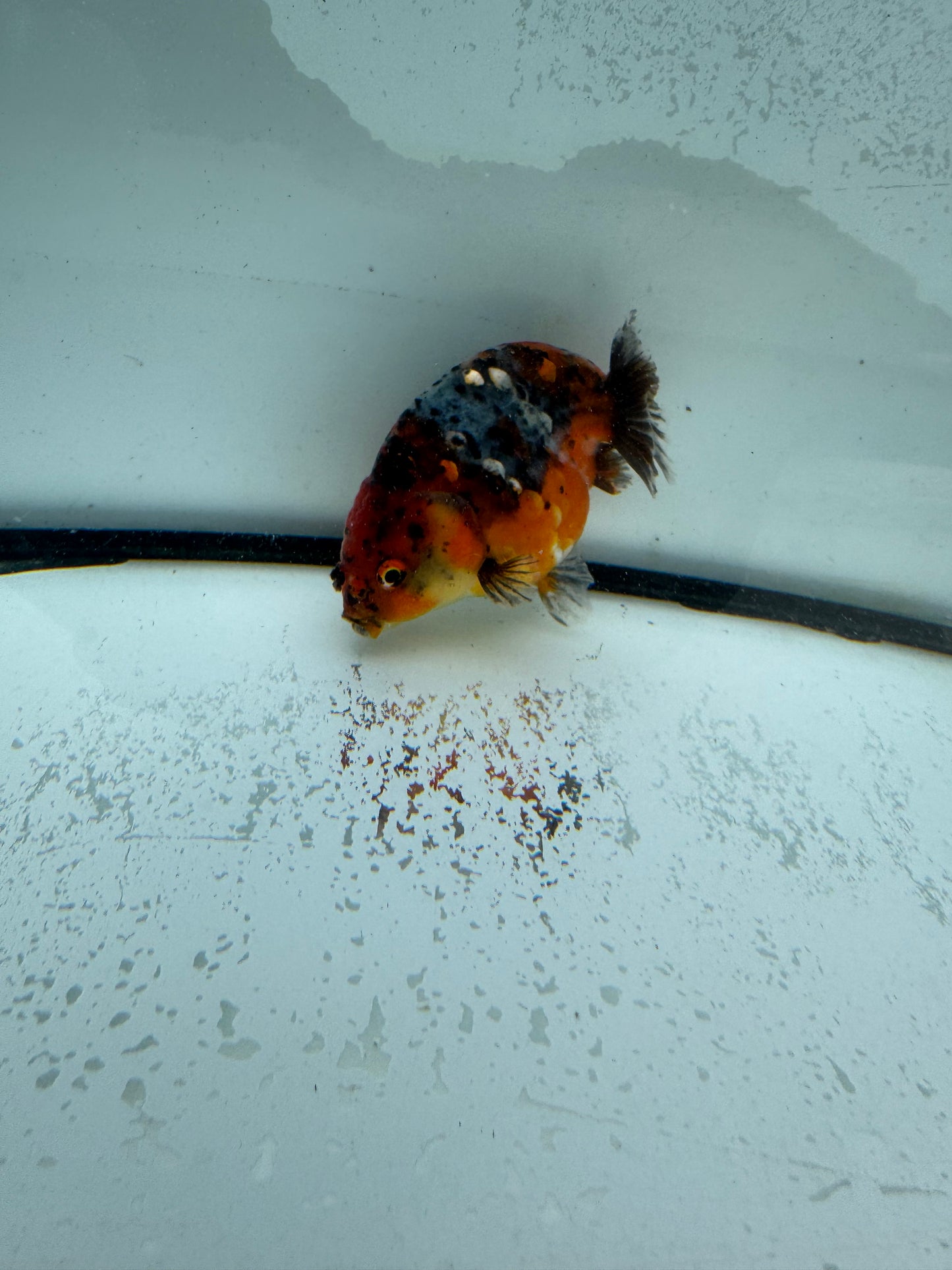 Calico Ranchu. WVF985