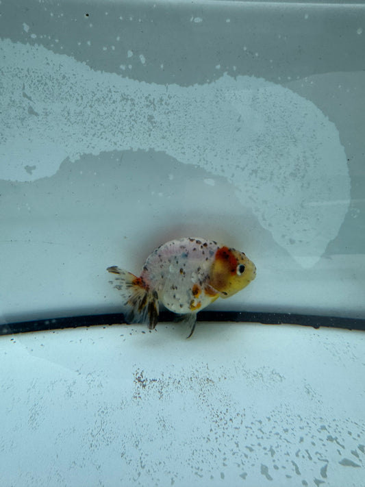 Calico Ranchu. WVF955
