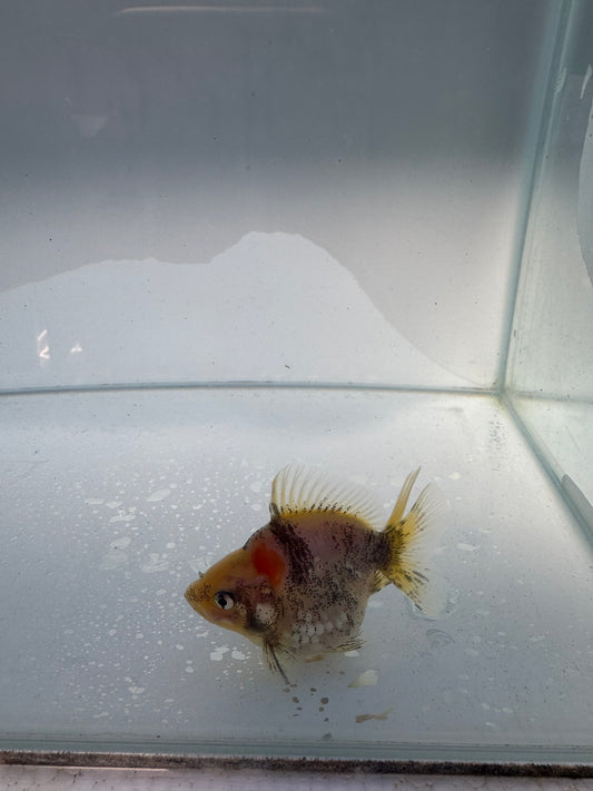 Calico Ryukin. WVF157