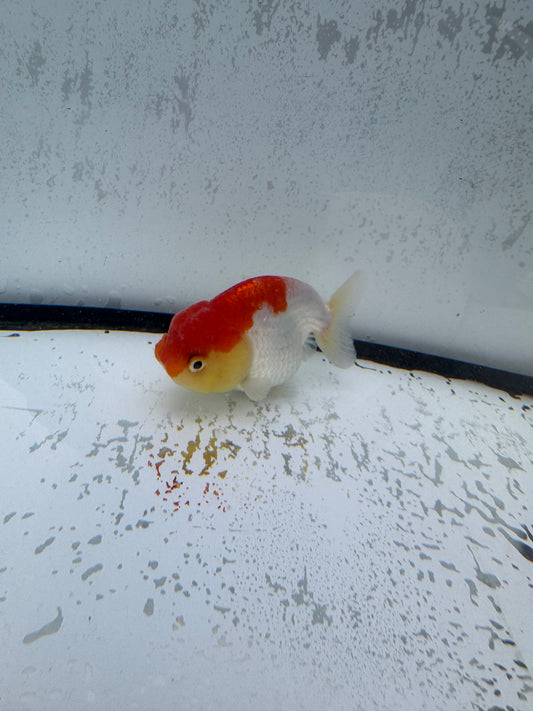 Red&white Ranchu. WVF507