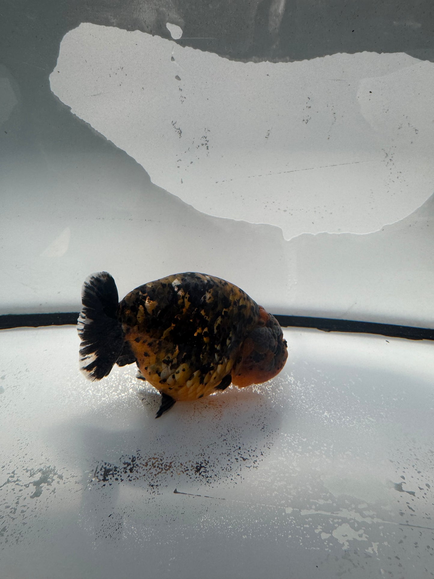 Calico/kirin Ranchu.  WVF1040