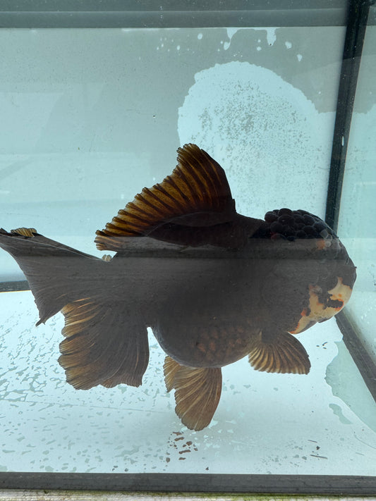 Bronze Oranda WVF1014