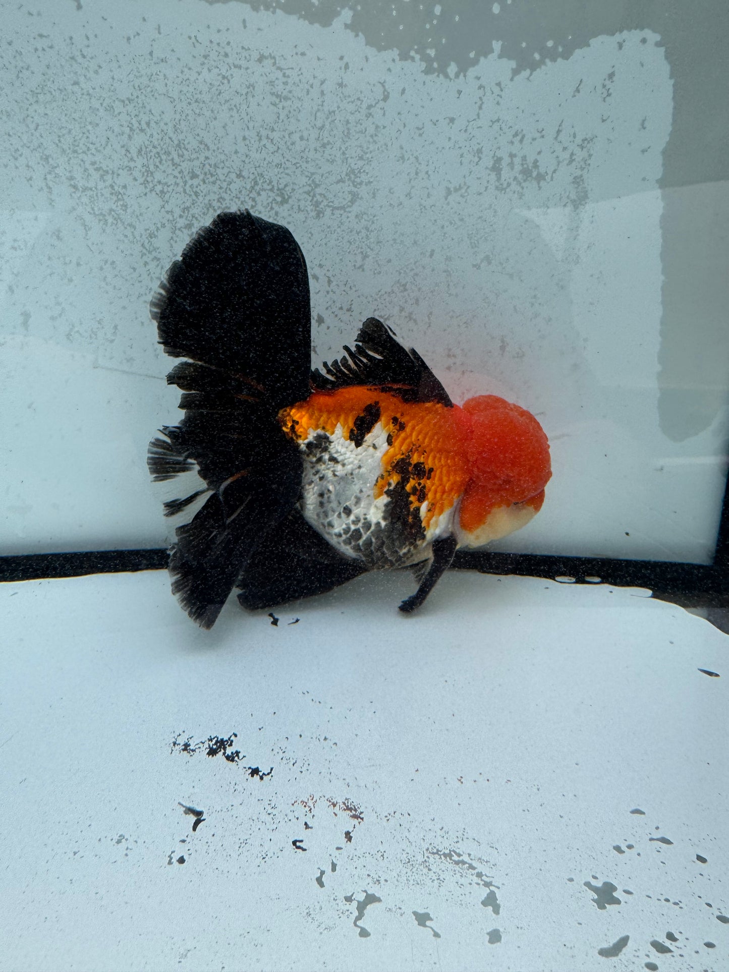 Tricolour Oranda. WVF1129
