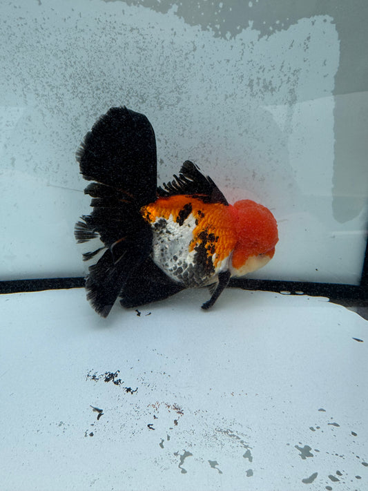 Tricolour Oranda. WVF1129
