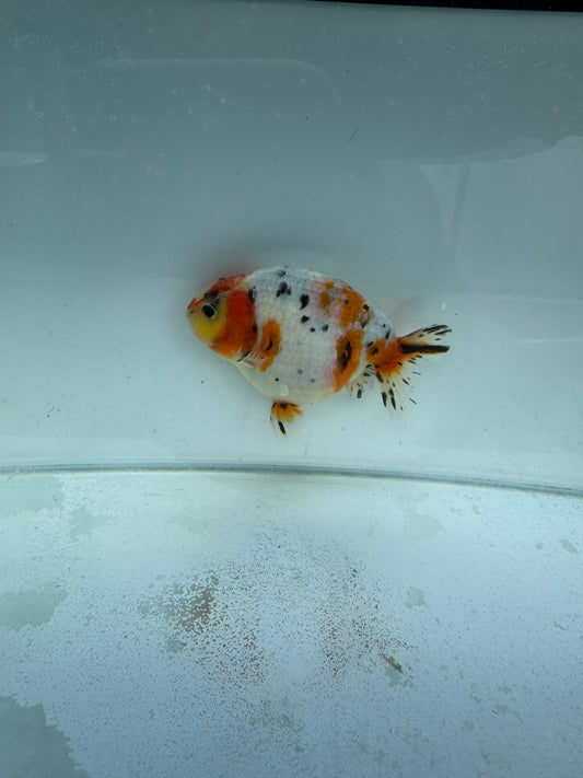 Calico Ranchu.  WVF316