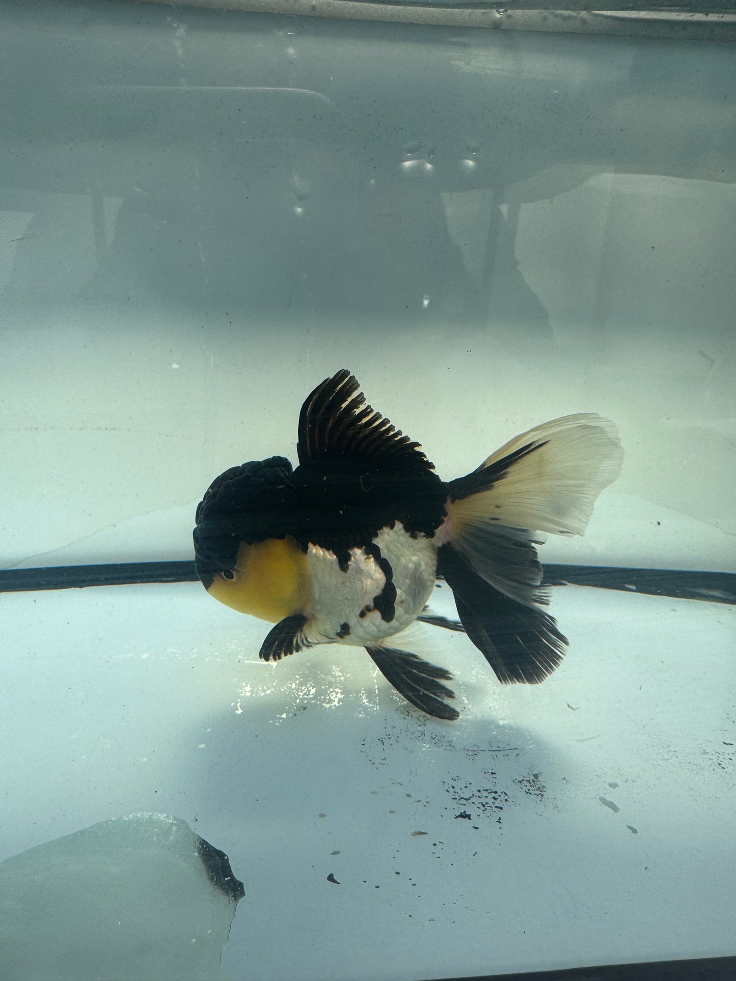 Panda Oranda. WVF915