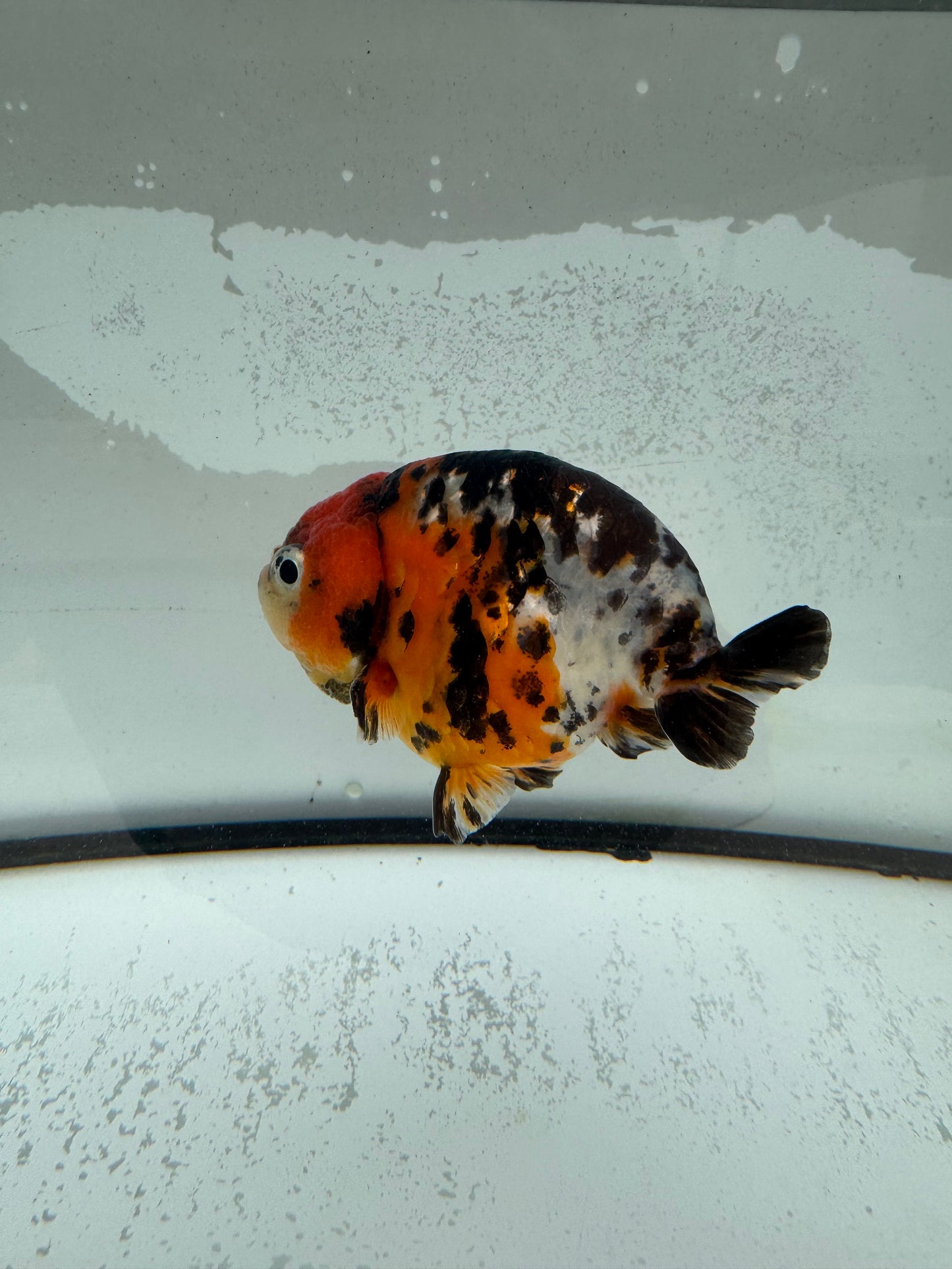 Calico Ranchu. WVF980