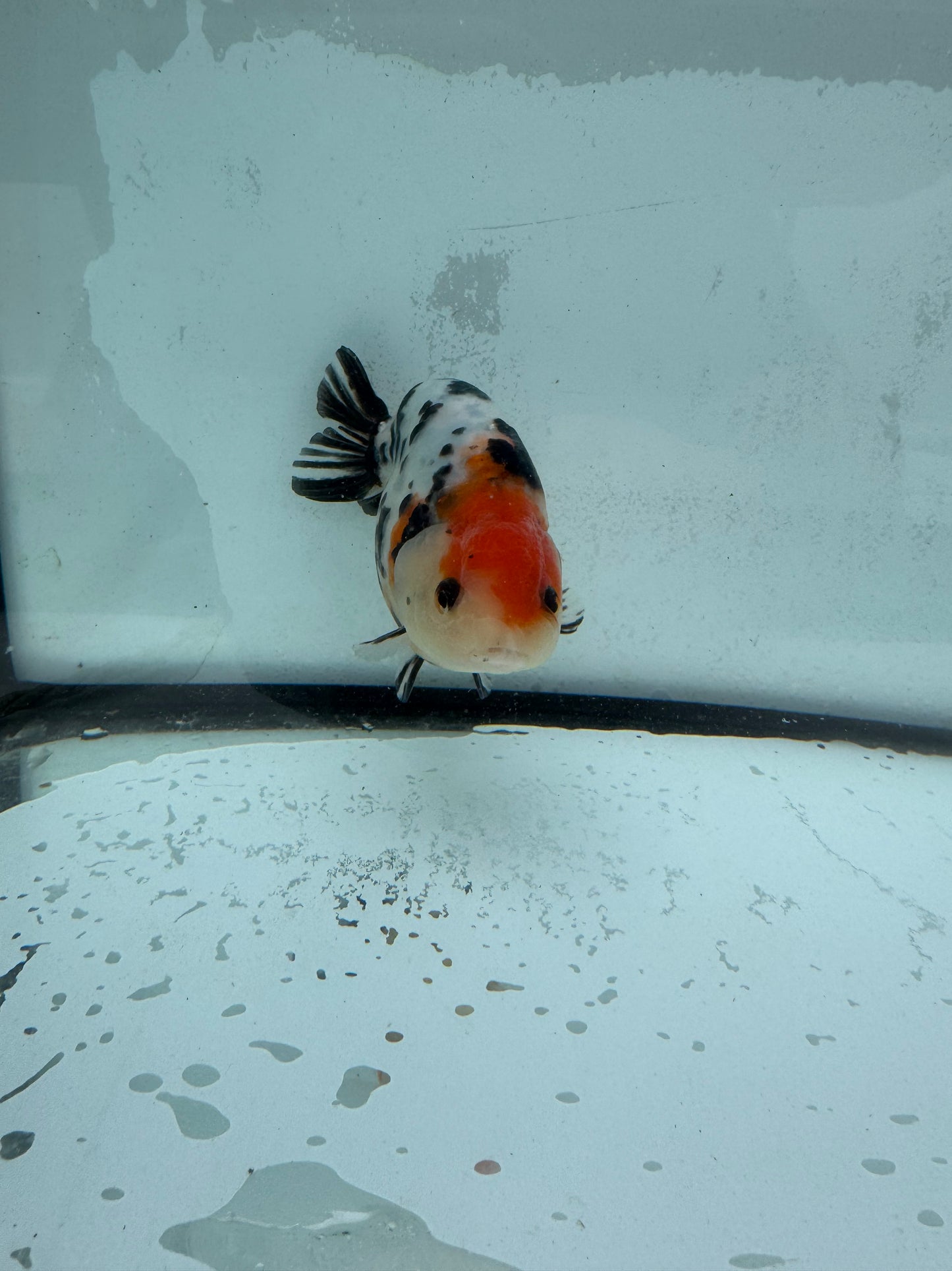 Calico Ranchu WVF436