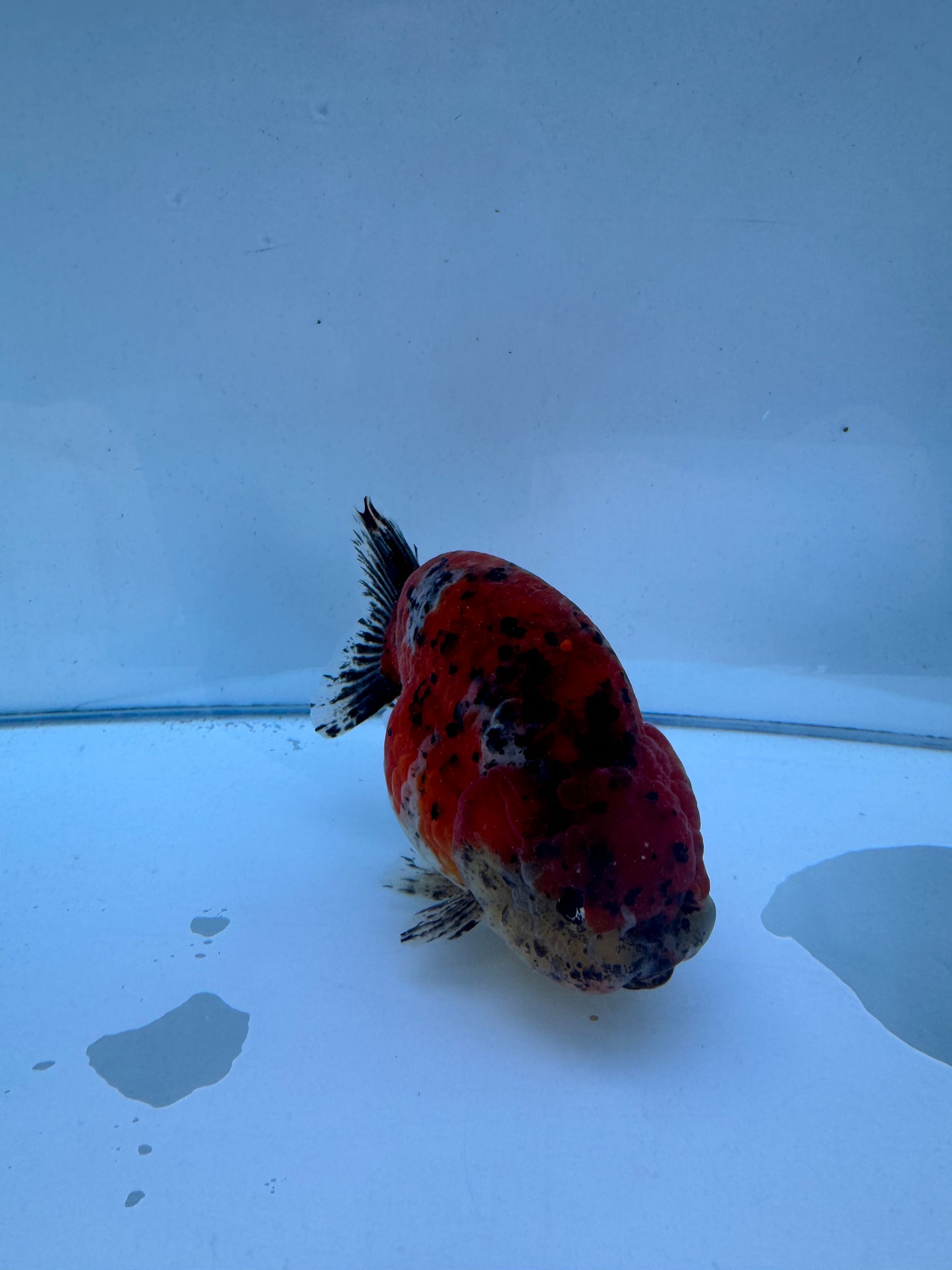 Calico Ranchu.  WVF118