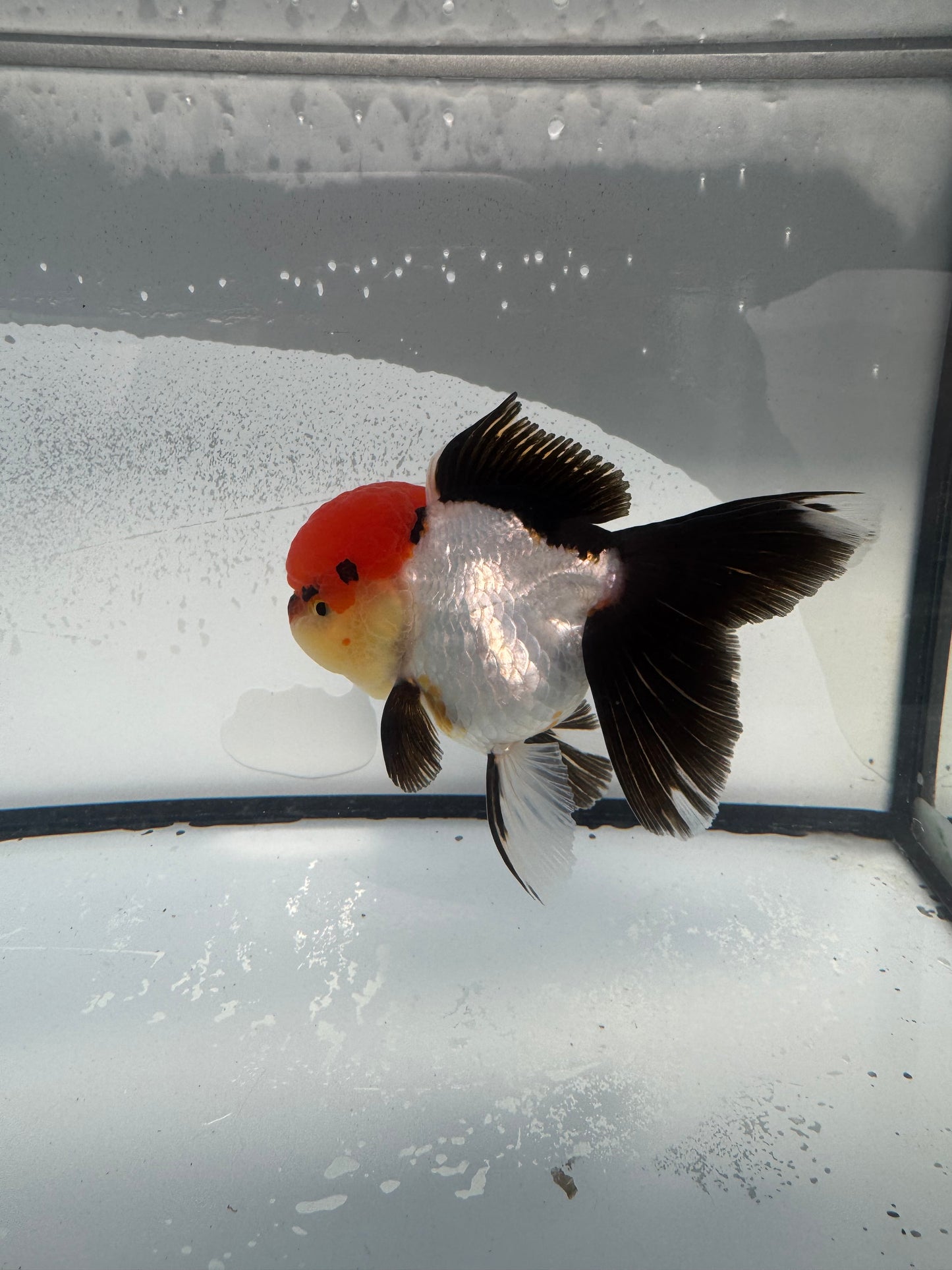 Tricolour Oranda. WVF900