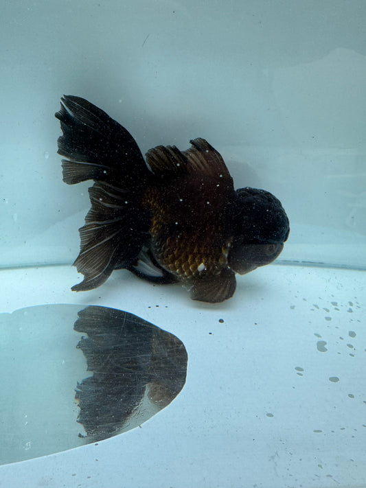 Bronze Oranda. WVF304