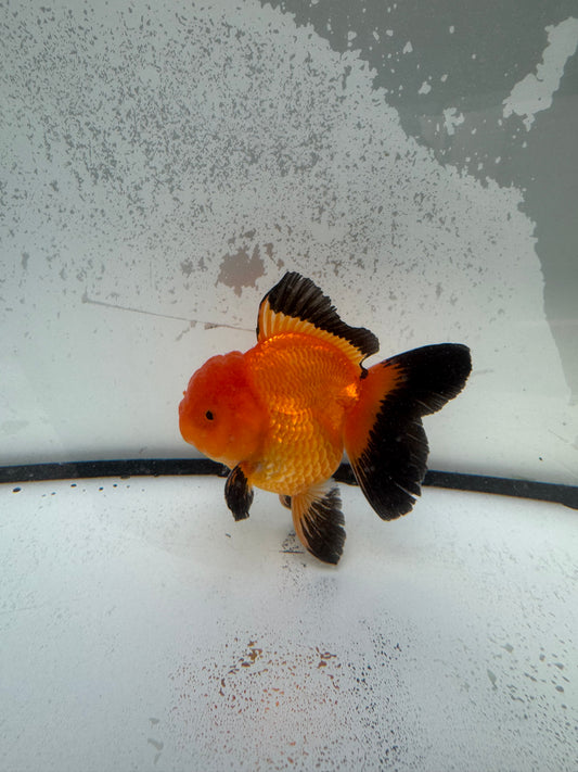 Red&black Oranda. WVF1145