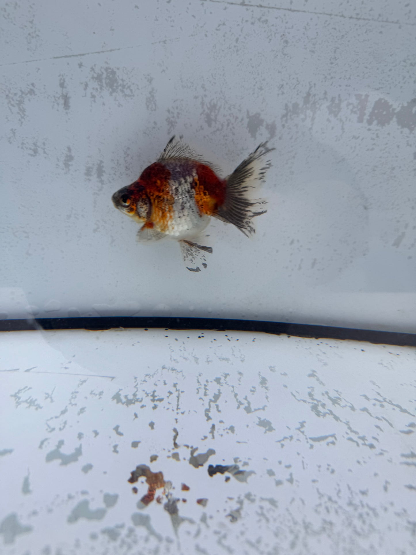 Calico broadtail Ryukin. WVF571