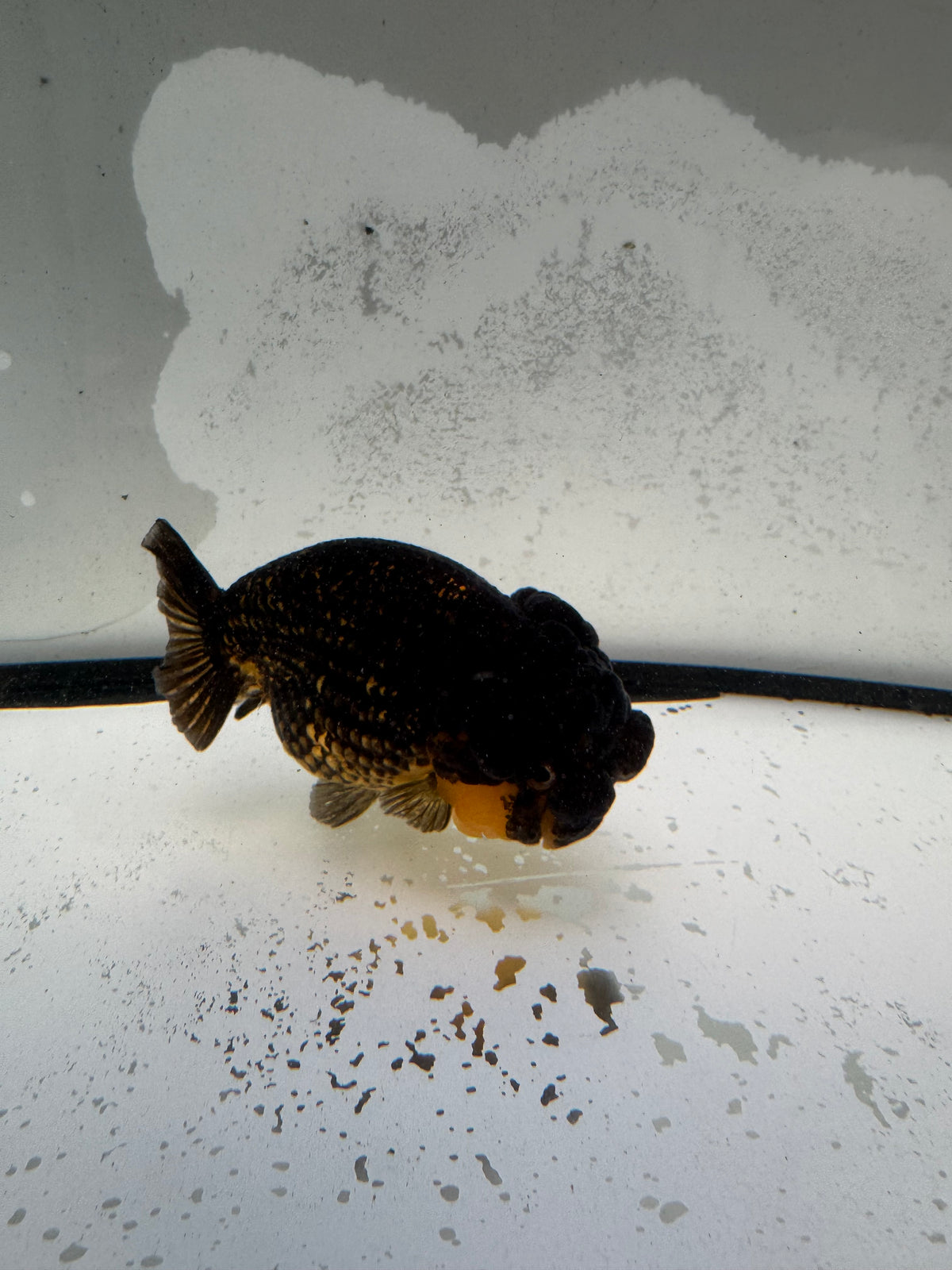 Dragonhead Ranchu. WVF1180