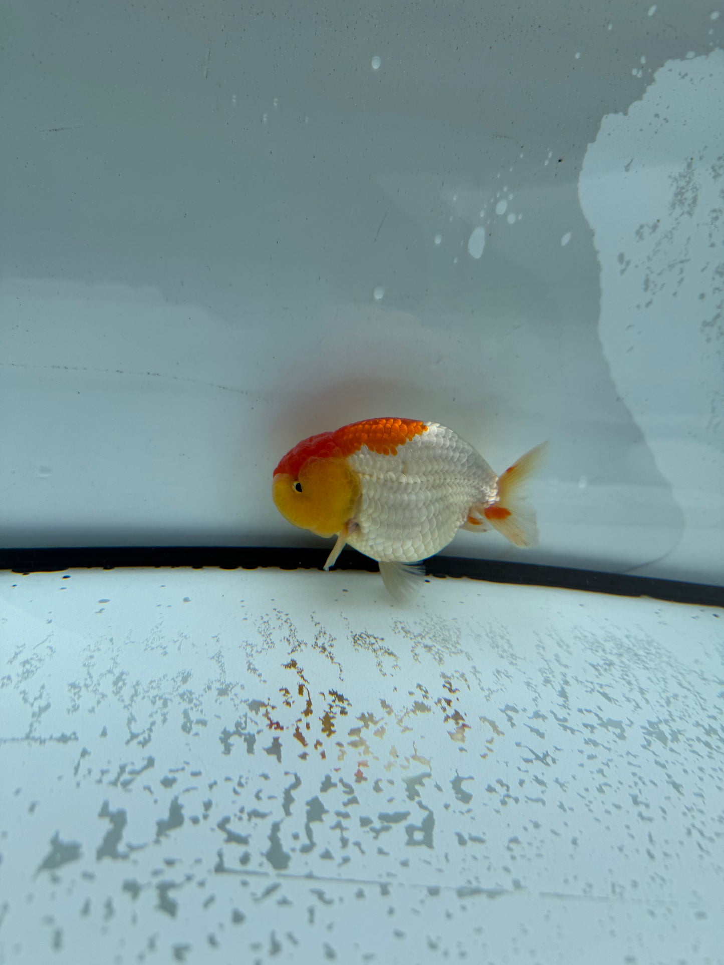 Red&white Ranchu. WVF1003