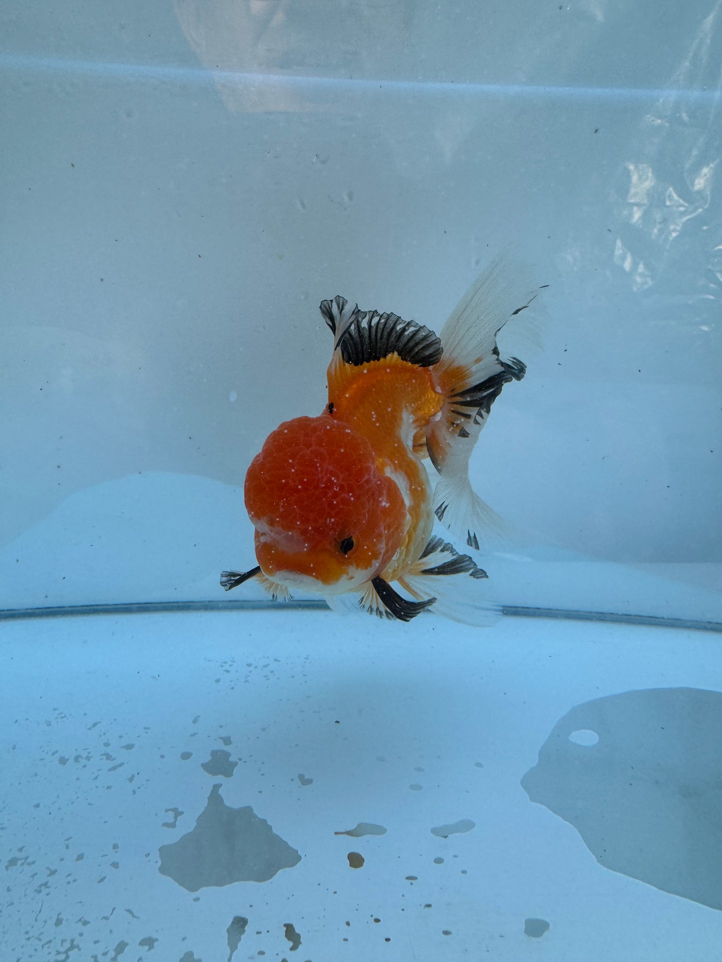 Tricolour Oranda.  WVF069