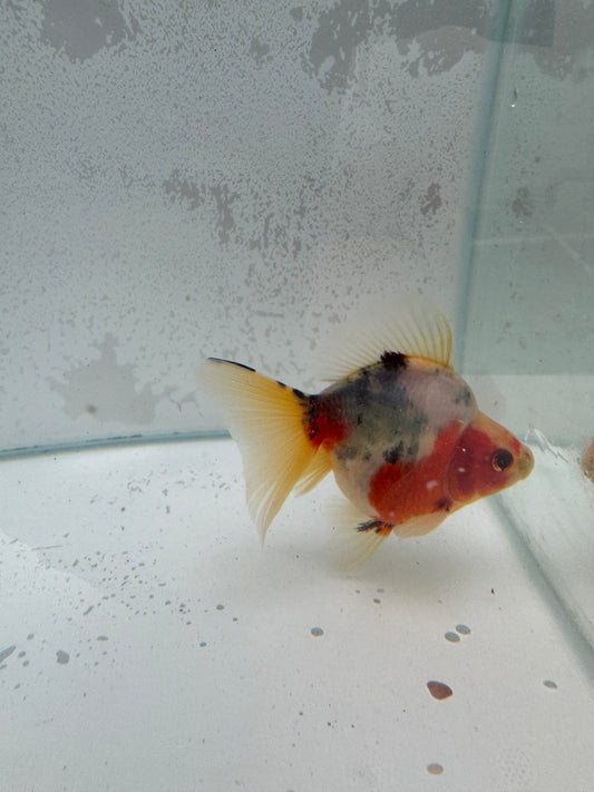 Broadtail calico Ryukin. WVF383