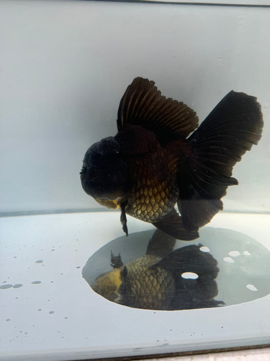 Black Oranda.  WVF157