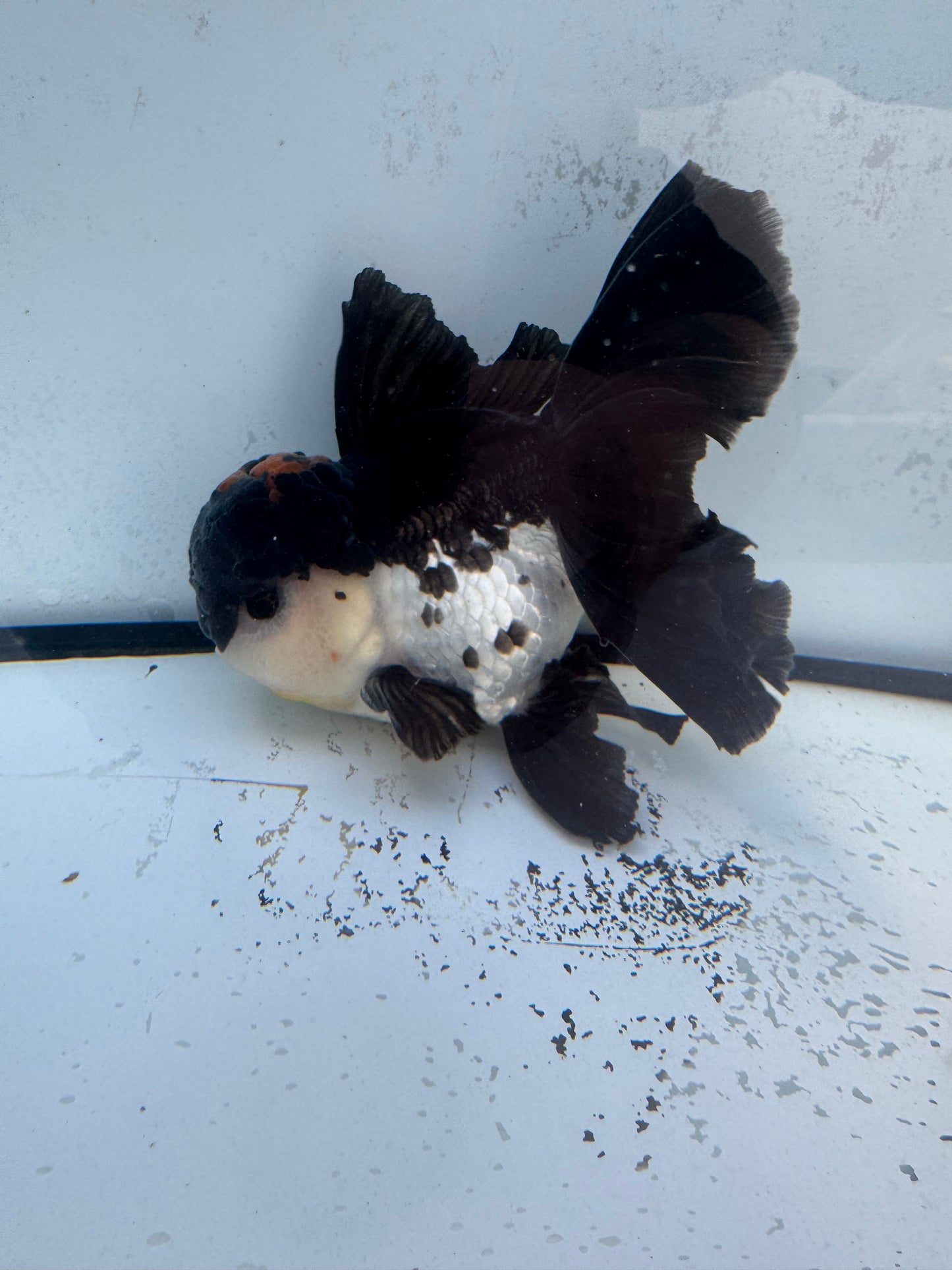 Panda/ Tricolour. WVF479