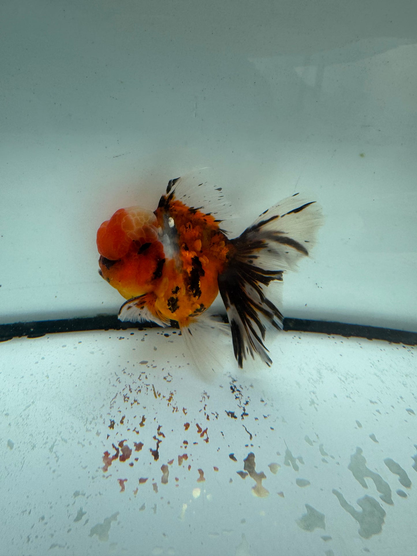 Calico Oranda. WVF1047