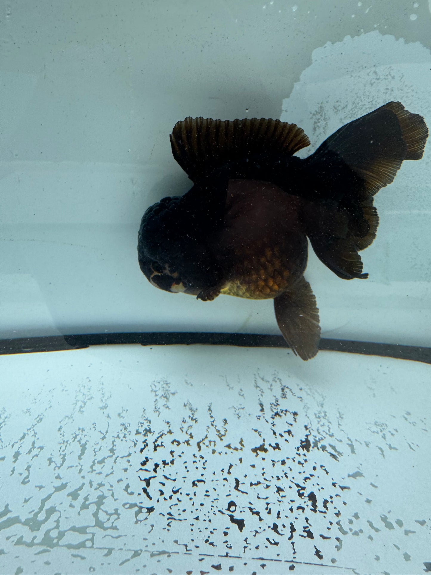 Bronze Oranda WVF1014