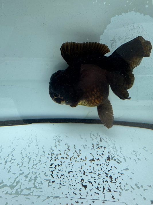 Bronze Oranda WVF1014